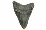 Serrated, Fossil Megalodon Tooth - South Carolina #362432-1
